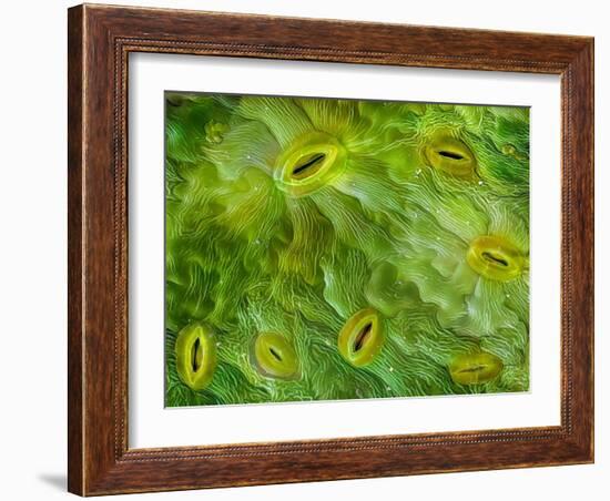 False-coloured SEM of stomata on the underside of an Ash leaf-Alex Hyde-Framed Photographic Print