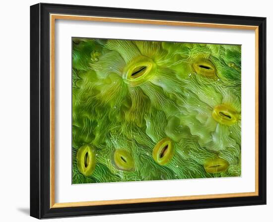 False-coloured SEM of stomata on the underside of an Ash leaf-Alex Hyde-Framed Photographic Print