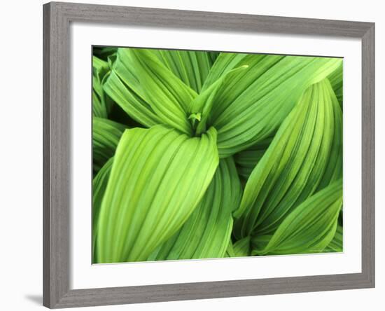 False Hellebore in Glacier National Park, Montana, USA-Chuck Haney-Framed Photographic Print