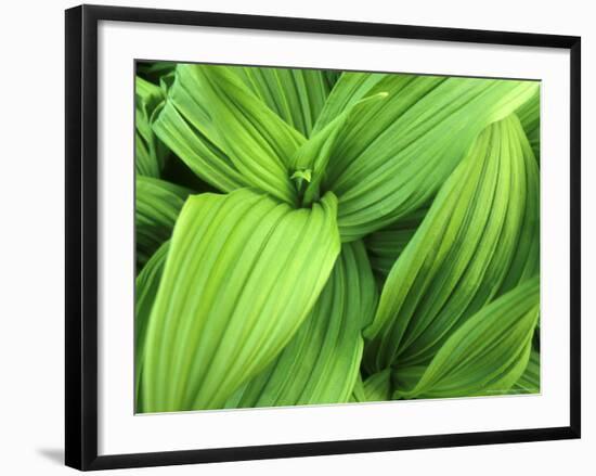 False Hellebore in Glacier National Park, Montana, USA-Chuck Haney-Framed Photographic Print