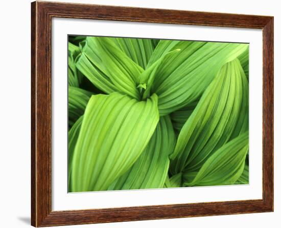 False Hellebore in Glacier National Park, Montana, USA-Chuck Haney-Framed Photographic Print