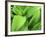 False Hellebore in Glacier National Park, Montana, USA-Chuck Haney-Framed Photographic Print