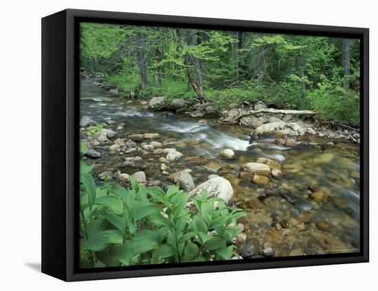 False Hellebore, Lyman Brook, The Nature Conservancy's Bunnell Tract, New Hampshire, USA-Jerry & Marcy Monkman-Framed Premier Image Canvas