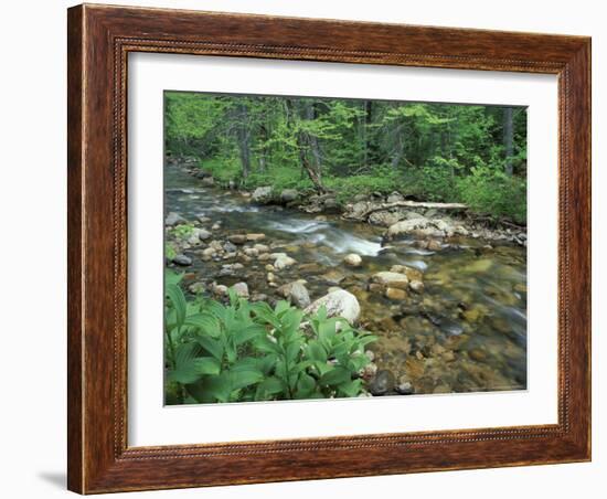 False Hellebore, Lyman Brook, The Nature Conservancy's Bunnell Tract, New Hampshire, USA-Jerry & Marcy Monkman-Framed Photographic Print