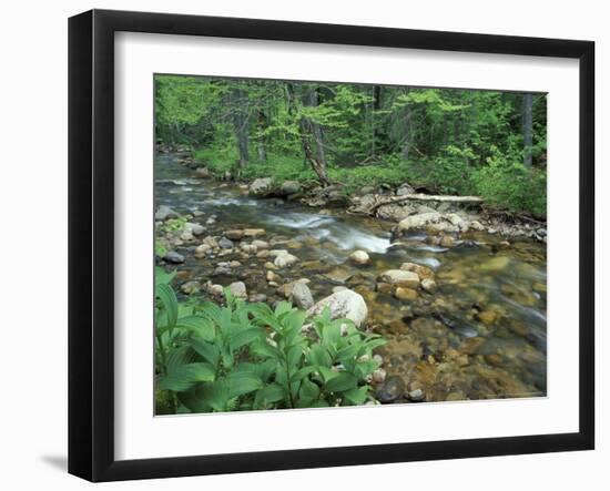 False Hellebore, Lyman Brook, The Nature Conservancy's Bunnell Tract, New Hampshire, USA-Jerry & Marcy Monkman-Framed Photographic Print