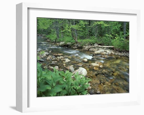 False Hellebore, Lyman Brook, The Nature Conservancy's Bunnell Tract, New Hampshire, USA-Jerry & Marcy Monkman-Framed Photographic Print