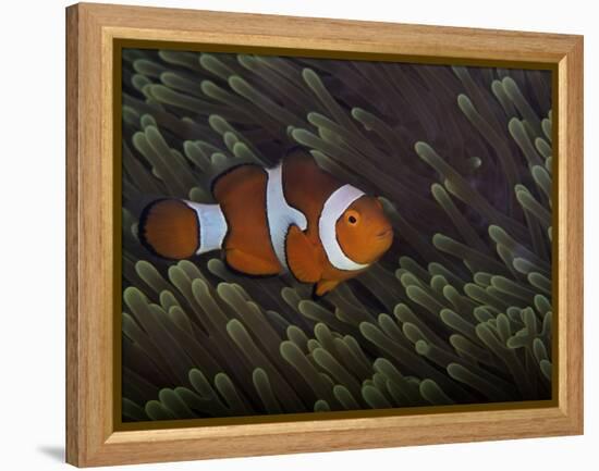 False Ocellaris Clownfish in Its Host Anemone, Papua New Guinea-Stocktrek Images-Framed Premier Image Canvas