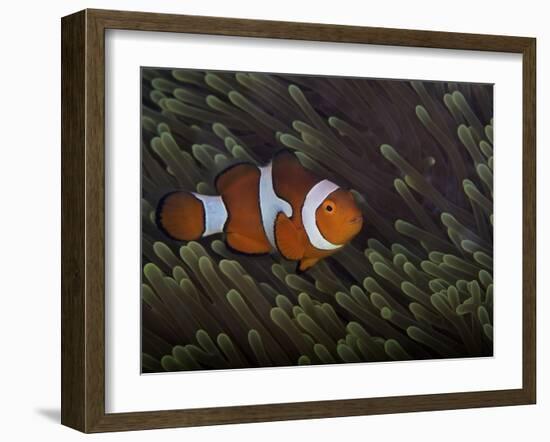 False Ocellaris Clownfish in Its Host Anemone, Papua New Guinea-Stocktrek Images-Framed Photographic Print