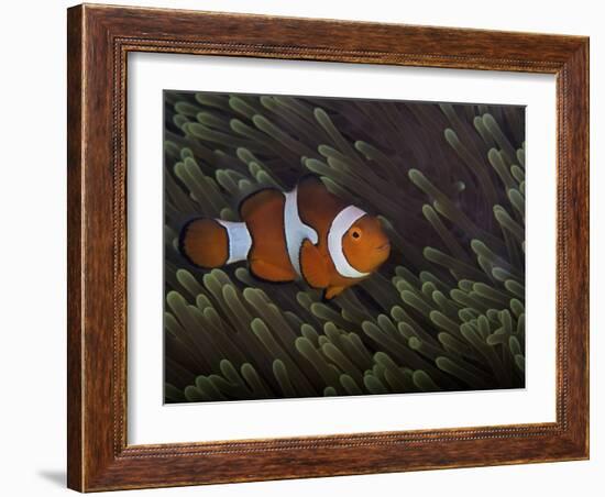 False Ocellaris Clownfish in Its Host Anemone, Papua New Guinea-Stocktrek Images-Framed Photographic Print