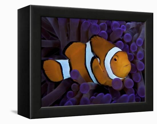 False Ocellaris Clownfish in Its Host Anemone, Papua New Guinea-Stocktrek Images-Framed Premier Image Canvas