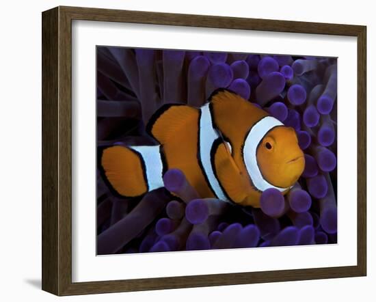 False Ocellaris Clownfish in Its Host Anemone, Papua New Guinea-Stocktrek Images-Framed Photographic Print