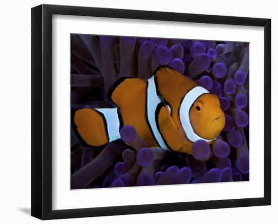 False Ocellaris Clownfish in Its Host Anemone, Papua New Guinea-Stocktrek Images-Framed Photographic Print