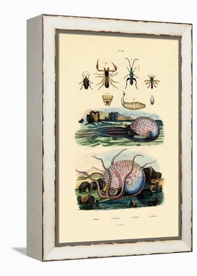 False Scorpion, 1833-39-null-Framed Premier Image Canvas