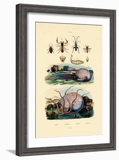 False Scorpion, 1833-39-null-Framed Giclee Print