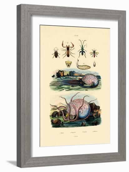 False Scorpion, 1833-39-null-Framed Giclee Print