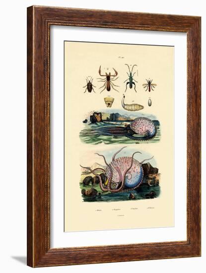 False Scorpion, 1833-39-null-Framed Giclee Print