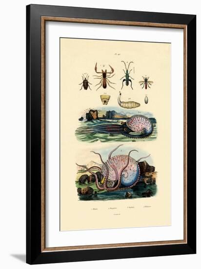 False Scorpion, 1833-39-null-Framed Giclee Print