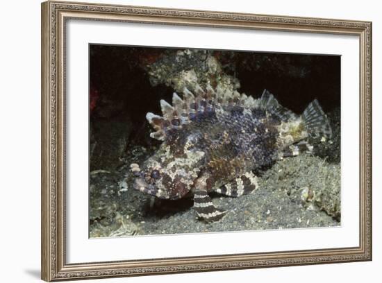 False Scorpionfish-Hal Beral-Framed Photographic Print