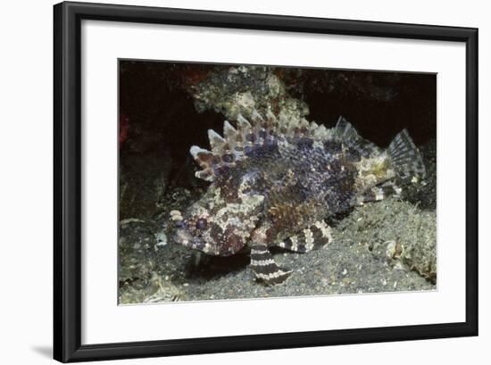 False Scorpionfish-Hal Beral-Framed Photographic Print