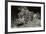 False Scorpionfish-Hal Beral-Framed Photographic Print