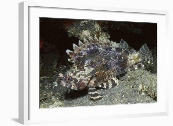 False Scorpionfish-Hal Beral-Framed Photographic Print