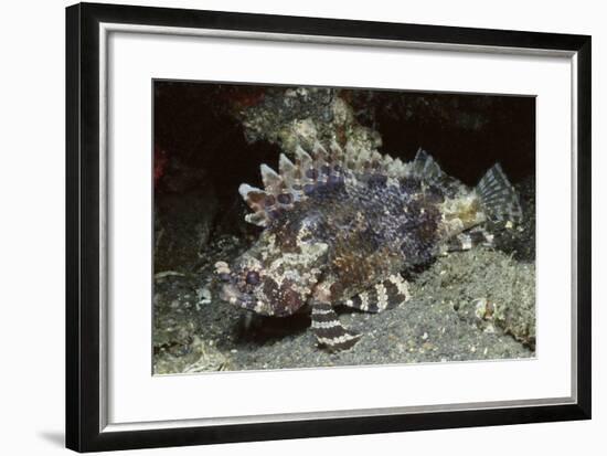 False Scorpionfish-Hal Beral-Framed Photographic Print