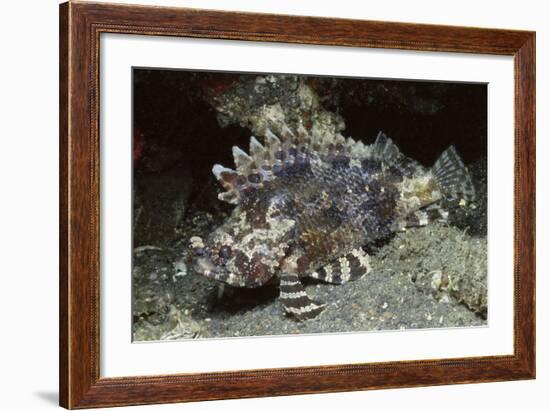 False Scorpionfish-Hal Beral-Framed Photographic Print