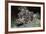 False Scorpionfish-Hal Beral-Framed Photographic Print