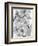 False Shamrock Leaves, X-ray-Koetsier Albert-Framed Premium Photographic Print