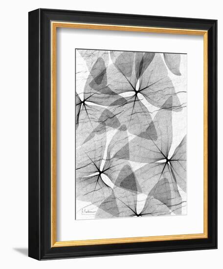 False Shamrock Leaves, X-ray-Koetsier Albert-Framed Premium Photographic Print