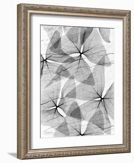 False Shamrock Leaves, X-ray-Koetsier Albert-Framed Photographic Print