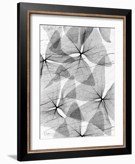 False Shamrock Leaves, X-ray-Koetsier Albert-Framed Photographic Print