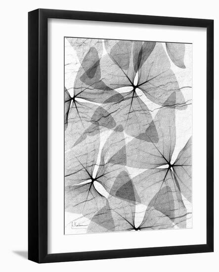 False Shamrock Leaves, X-ray-Koetsier Albert-Framed Photographic Print