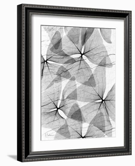 False Shamrock Leaves, X-ray-Koetsier Albert-Framed Photographic Print