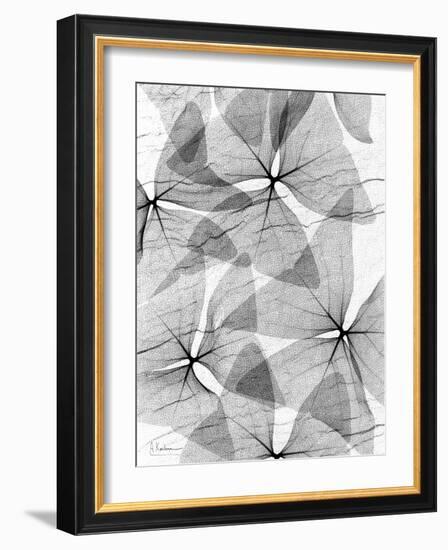 False Shamrock Leaves, X-ray-Koetsier Albert-Framed Photographic Print