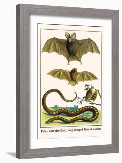 False Vampire Bat, Long Winged Bats and Snakes-Albertus Seba-Framed Art Print