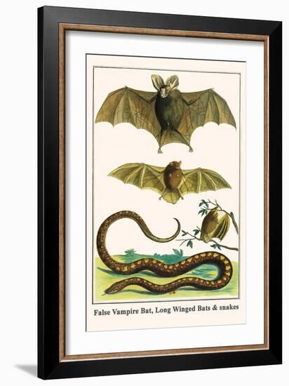 False Vampire Bat, Long Winged Bats and Snakes-Albertus Seba-Framed Art Print