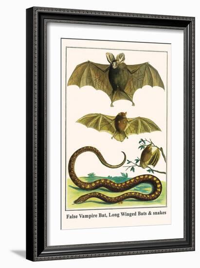 False Vampire Bat, Long Winged Bats and Snakes-Albertus Seba-Framed Art Print