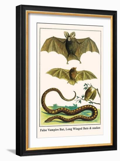 False Vampire Bat, Long Winged Bats and Snakes-Albertus Seba-Framed Art Print