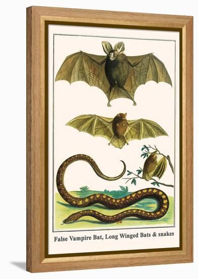 False Vampire Bat, Long Winged Bats and Snakes-Albertus Seba-Framed Stretched Canvas