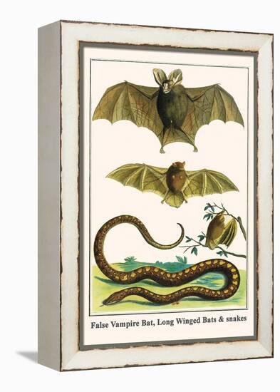 False Vampire Bat, Long Winged Bats and Snakes-Albertus Seba-Framed Stretched Canvas