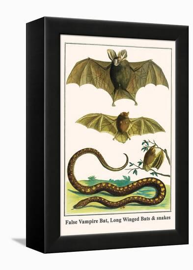 False Vampire Bat, Long Winged Bats and Snakes-Albertus Seba-Framed Stretched Canvas