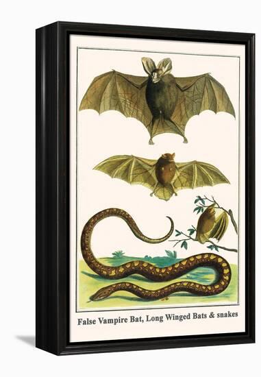 False Vampire Bat, Long Winged Bats and Snakes-Albertus Seba-Framed Stretched Canvas