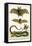 False Vampire Bat, Long Winged Bats and Snakes-Albertus Seba-Framed Stretched Canvas