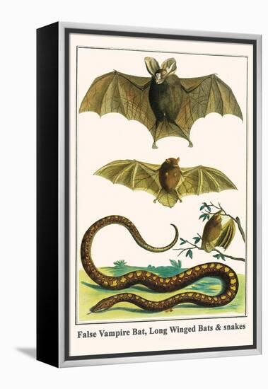 False Vampire Bat, Long Winged Bats and Snakes-Albertus Seba-Framed Stretched Canvas