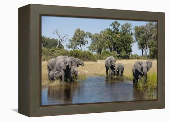 Family of African Elephants-Michele Westmorland-Framed Premier Image Canvas