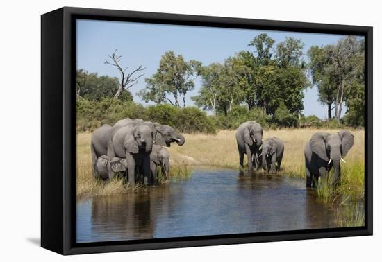 Family of African Elephants-Michele Westmorland-Framed Premier Image Canvas