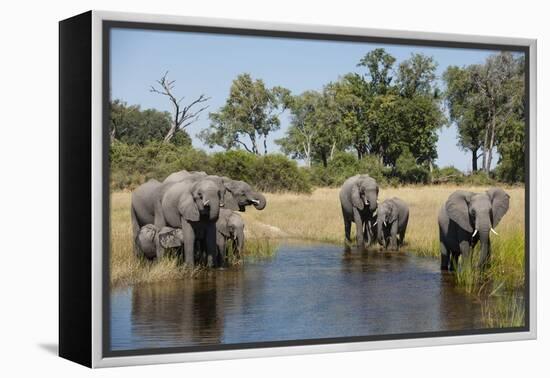 Family of African Elephants-Michele Westmorland-Framed Premier Image Canvas
