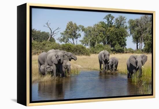 Family of African Elephants-Michele Westmorland-Framed Premier Image Canvas