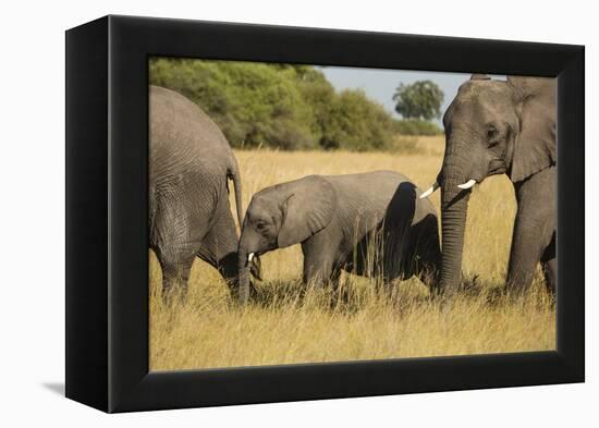 Family of African Elephants-Michele Westmorland-Framed Premier Image Canvas